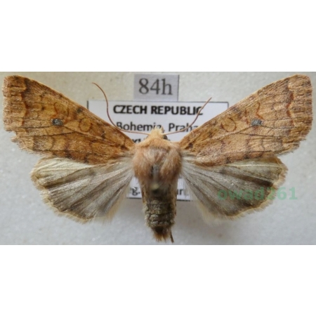 Agrochola circellaris (Hufnagel, 1766) Źrenicówka rudawka Czech84h